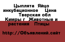 Цыплята. Яйцо инкубационное. › Цена ­ 120 - Тверская обл., Кимры г. Животные и растения » Птицы   